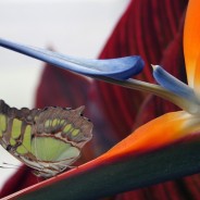 Tropical butterfly, Chiswell Green