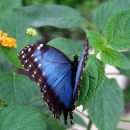 Tropical Butterfly, Chiswell Green