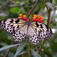 Tropical Butterfly, Chiswell Green