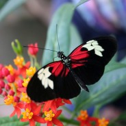 Tropical Butterfly,Chiswell Green