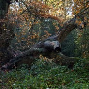 The Woods at Chipperfield Common in Hertfordshire, England.