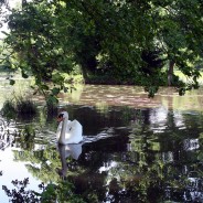 Summer Swan at Stowe, England