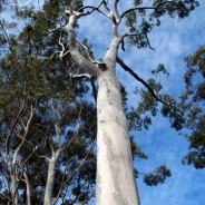 Eucalyptus Trees in Perth, Western Australia