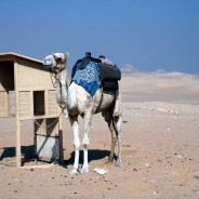 Desert view at Saqqara