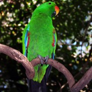 Green Parrot at Cape Tribulation, Queensland Australia.