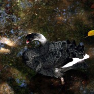 Fabled Black Swan in New South Wales Australia.